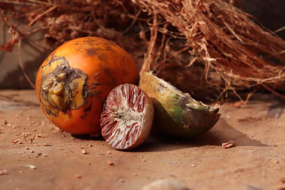 manfaat-buah-pinang