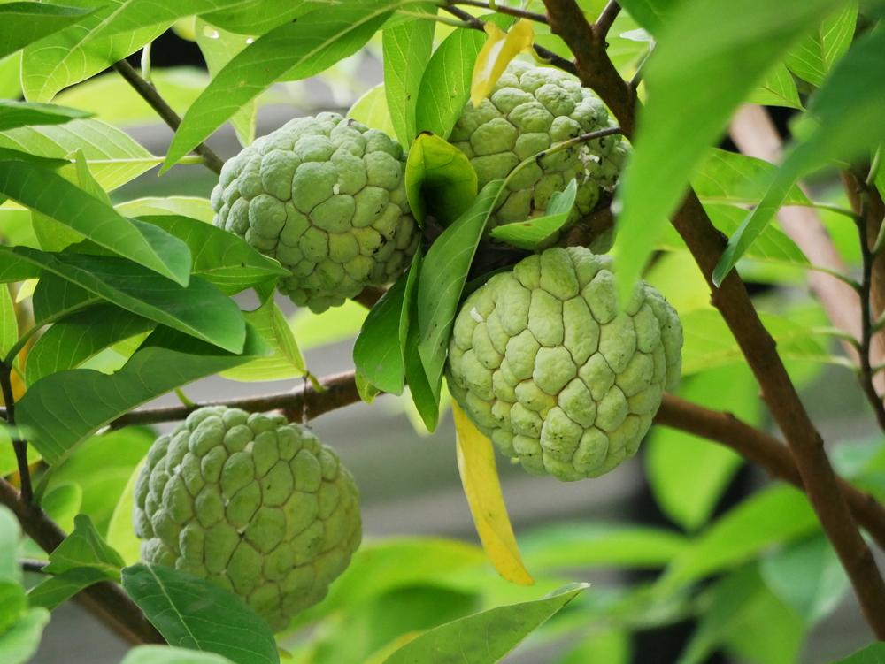 manfaat-buah-srikaya