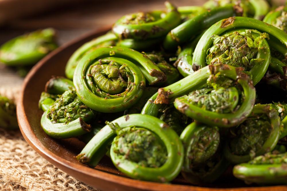 manfaat-daun-pakis