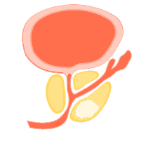 Prostat