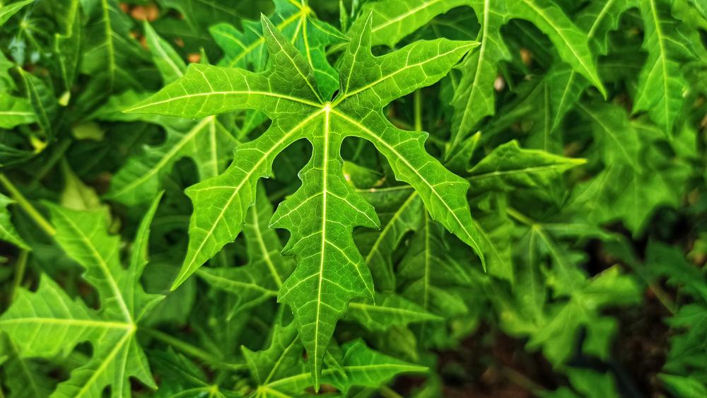 5 Manfaat Daun Pepaya Jepang, Salah Satunya Mencegah Anemia