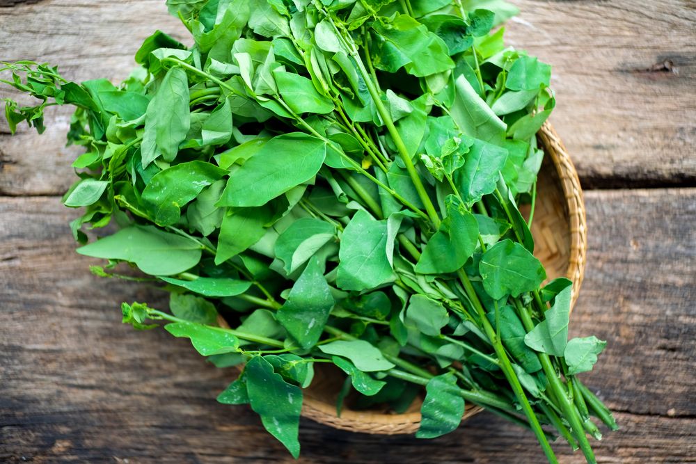 7 Manfaat Daun Katuk untuk Kesehatan, Termasuk untuk Ibu Menyusui
