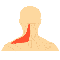Myalgia (Nyeri Otot)