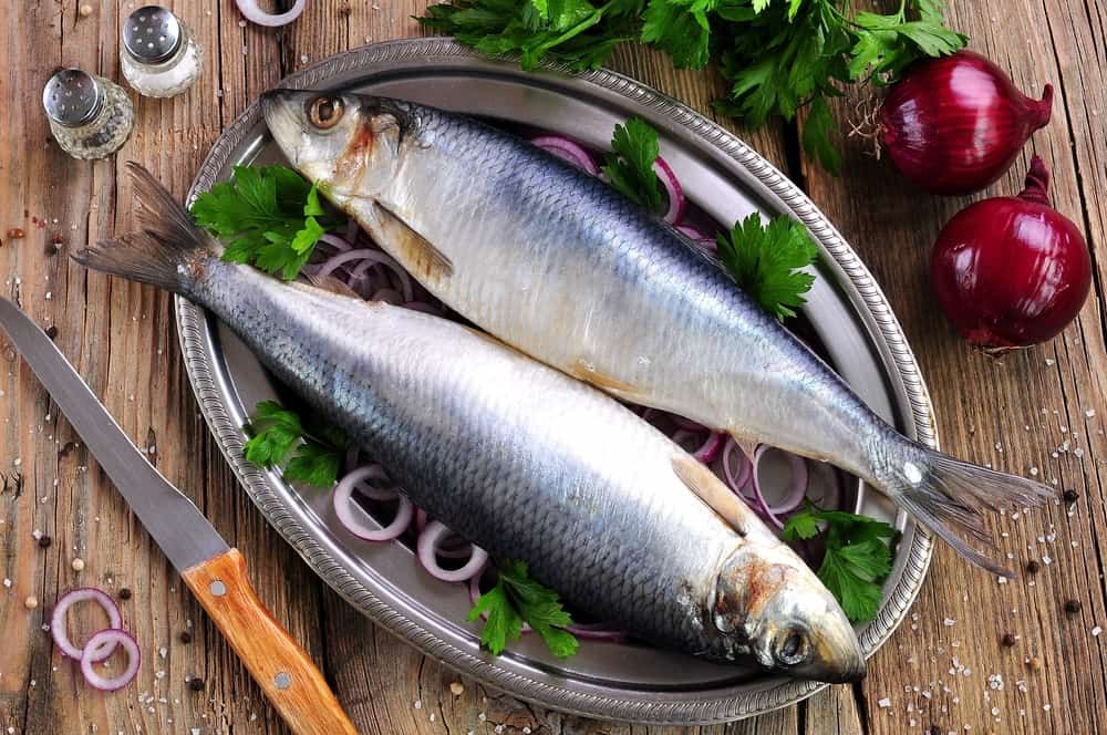 manfaat-ikan-herring
