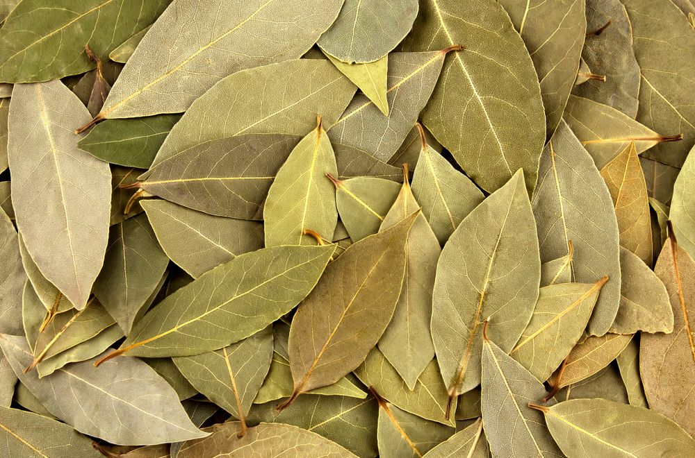 3 Manfaat Daun Salam untuk Pengobatan Diabetes Plus Kemungkinan Risikonya