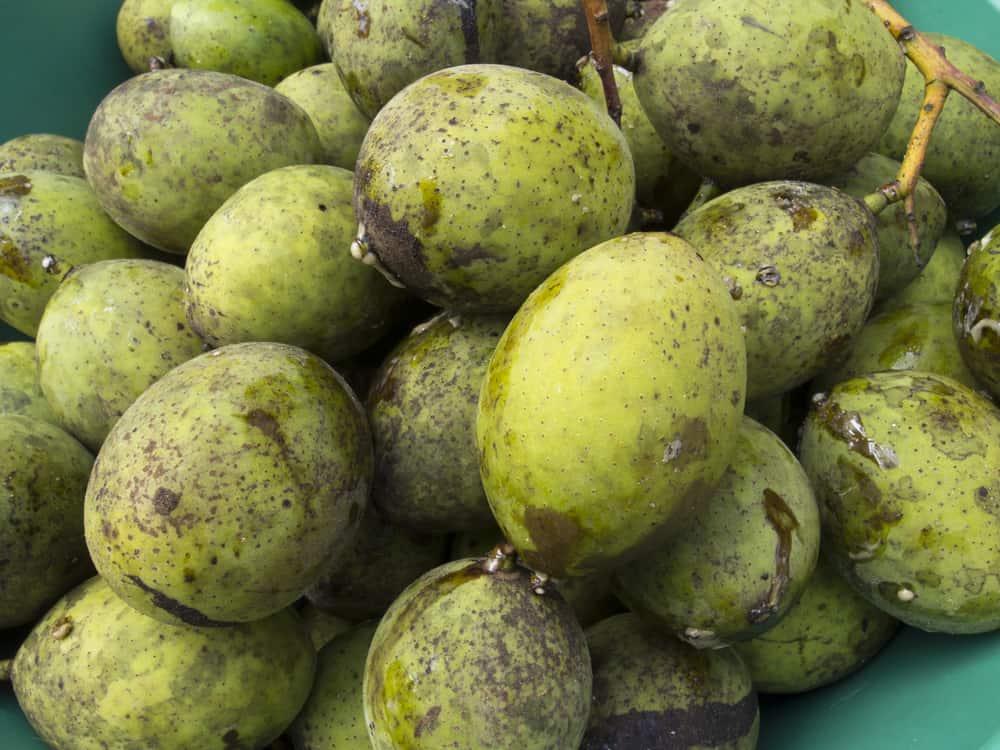 Sejuta Khasiat Buah Bacang, Buah yang Mirip dengan Mangga