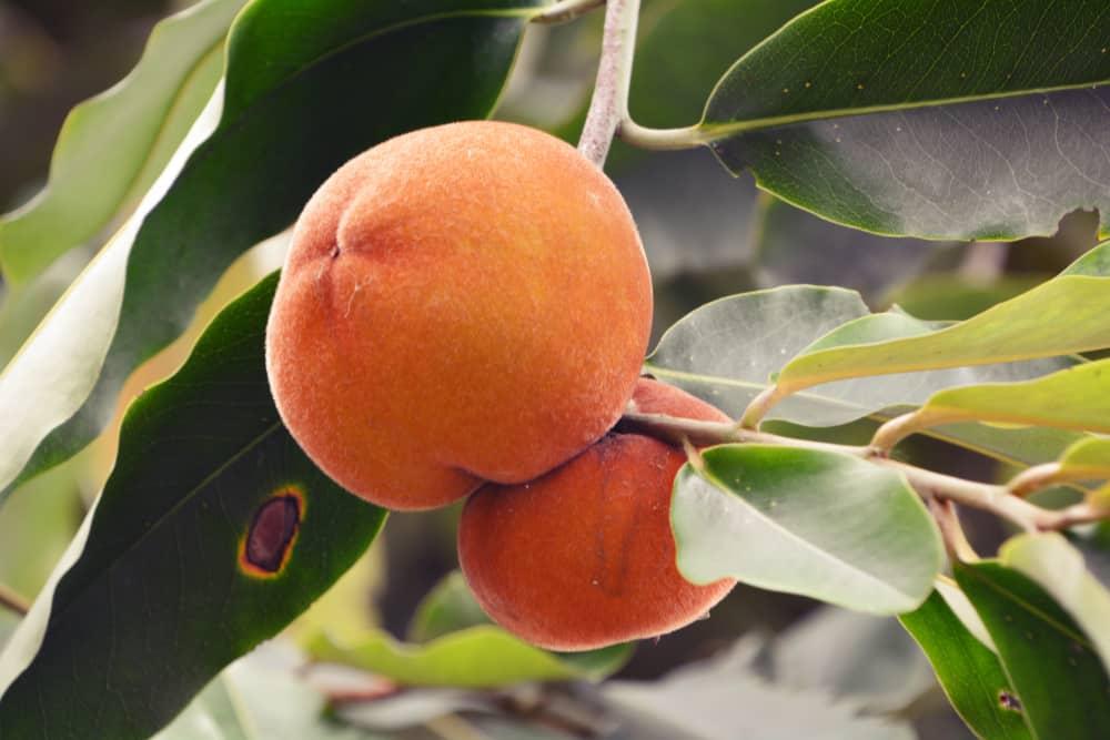 Mirip dengan Kesemek, Ini 5 Manfaat Buah Mentega untuk Kesehatan Tubuh