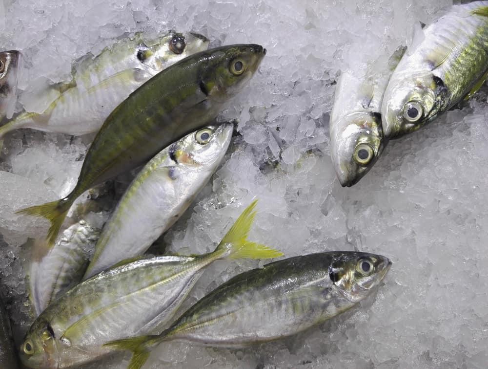manfaat-ikan-selar