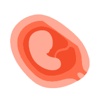 Trimester 1