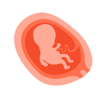 Trimester 2