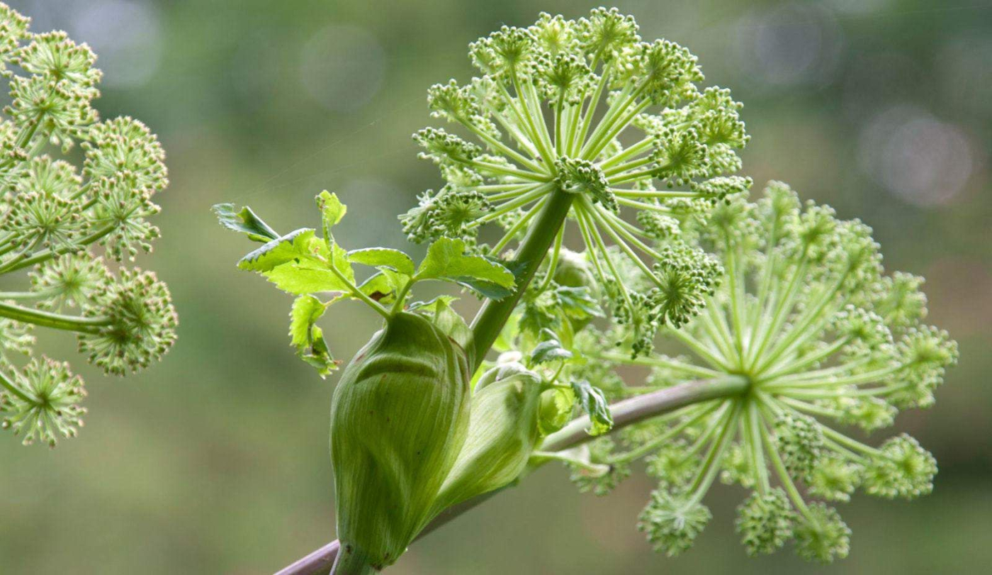 Angelica