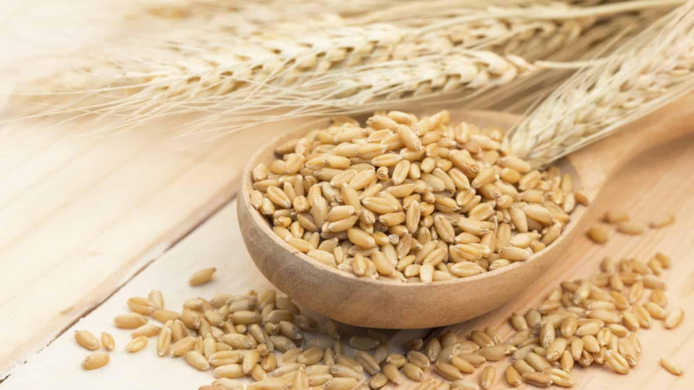 Barley