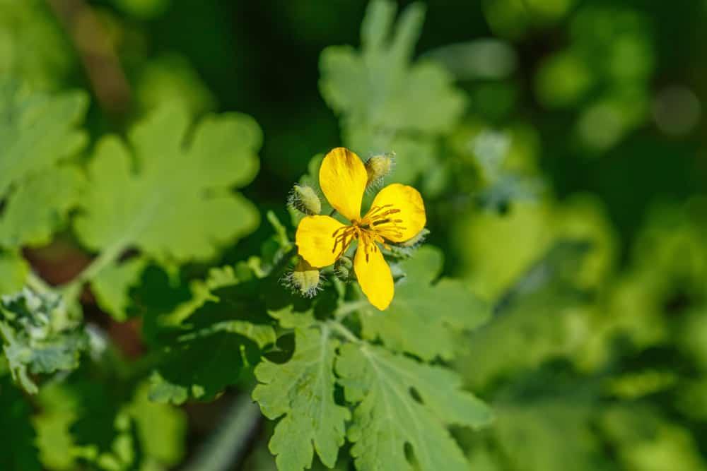 celandine