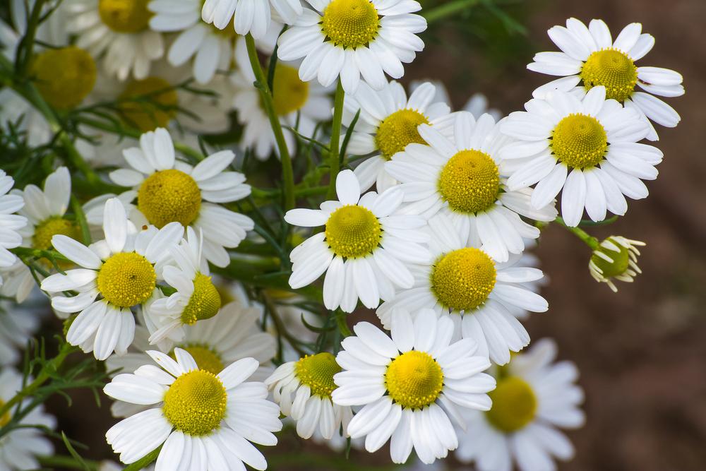 chamomile-adalah