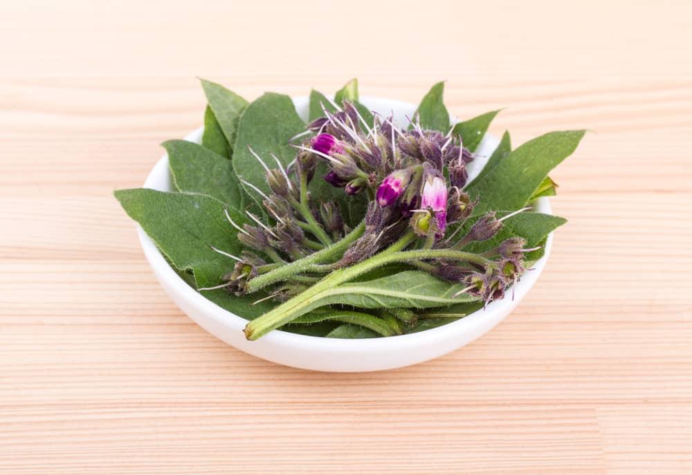 comfrey