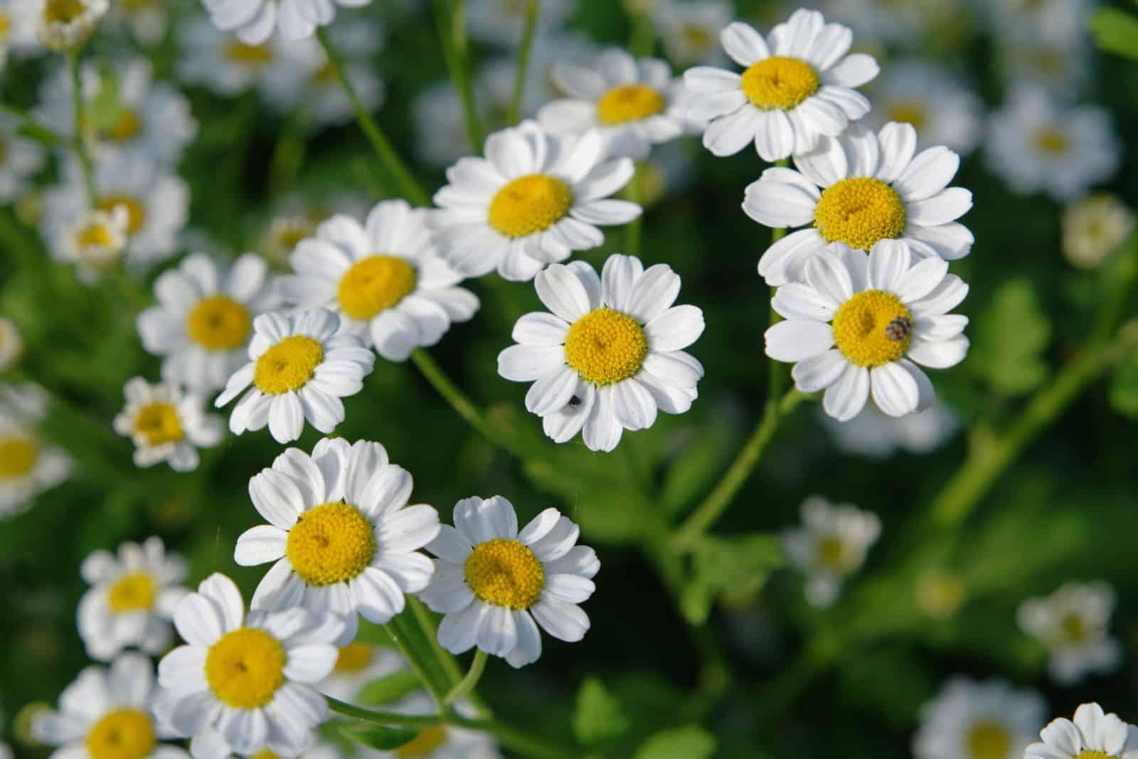 feverfew