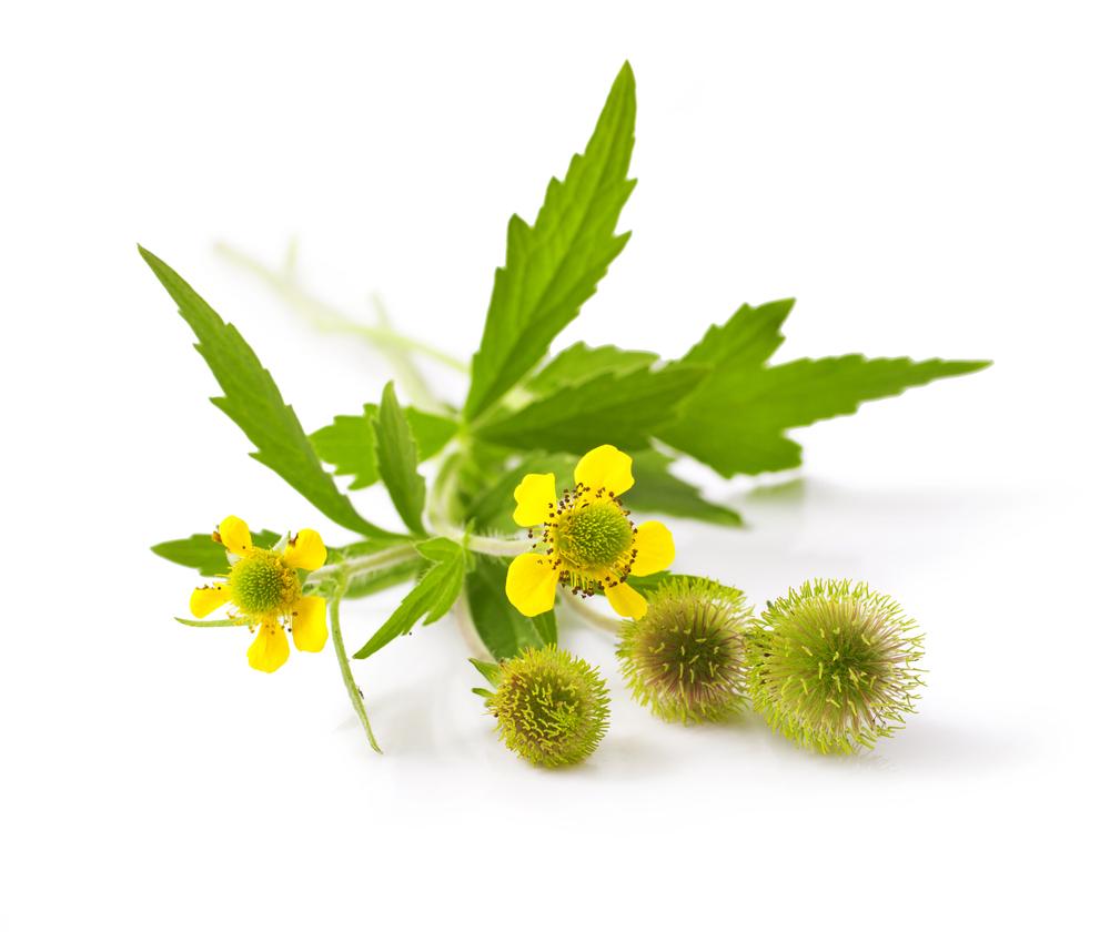 avens-adalah-tanaman-herbal