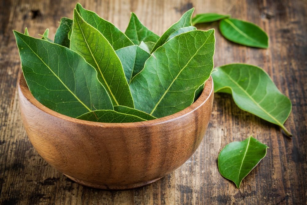 Daun Salam