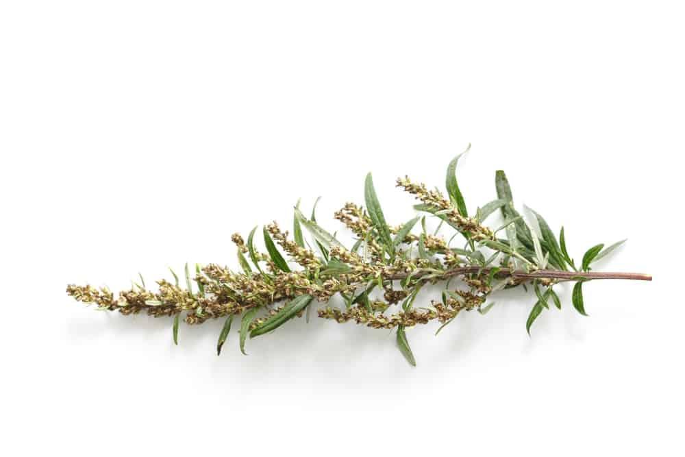 daun-baru-cina
