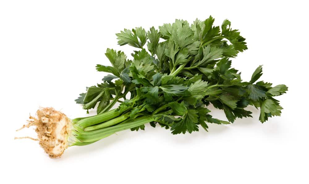 Daun Seledri