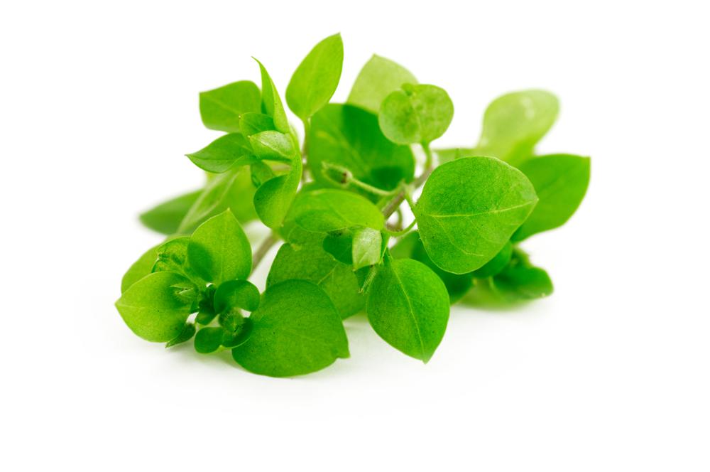 daun-chickweed