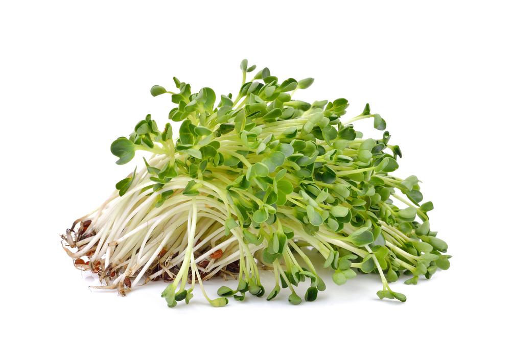 Tanaman Alfalfa