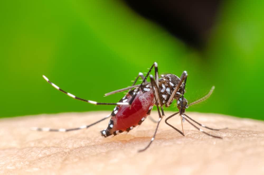 chikungunya