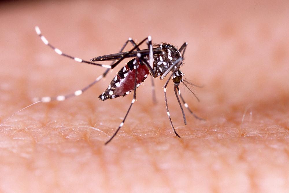 Demam Berdarah Dengue (DBD)