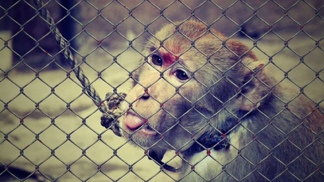 suka-menyiksa-hewan-anda-mungkin-memiliki-kecenderungan-psikopat
