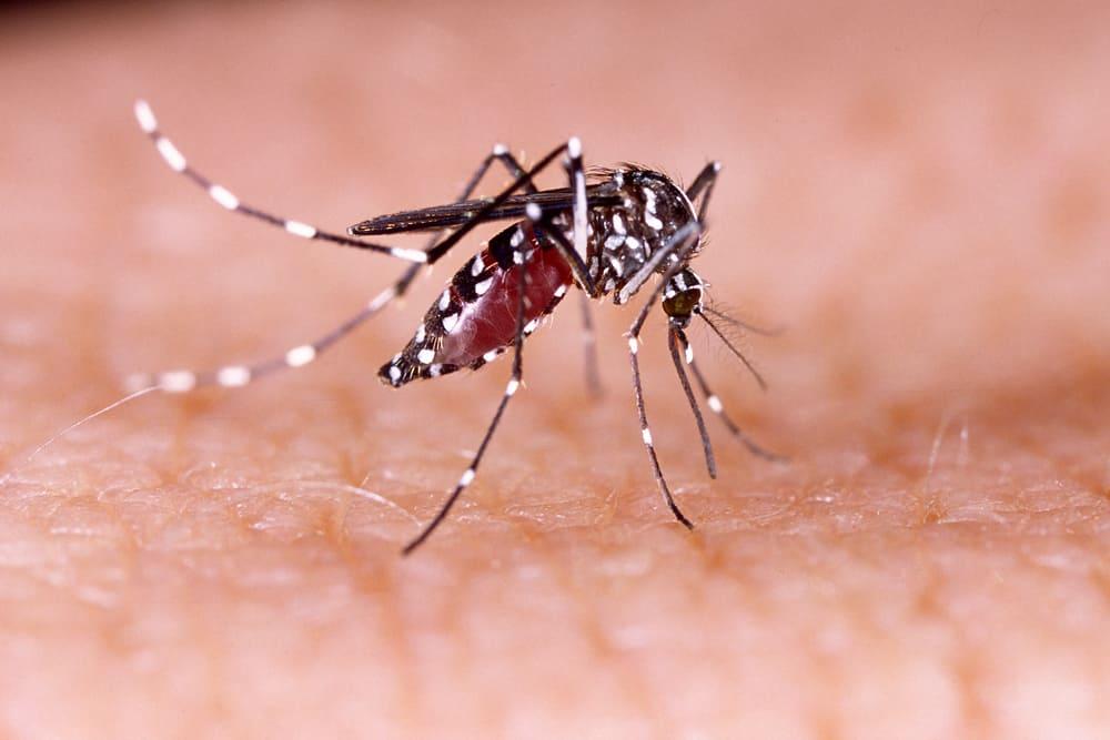 virus-zika
