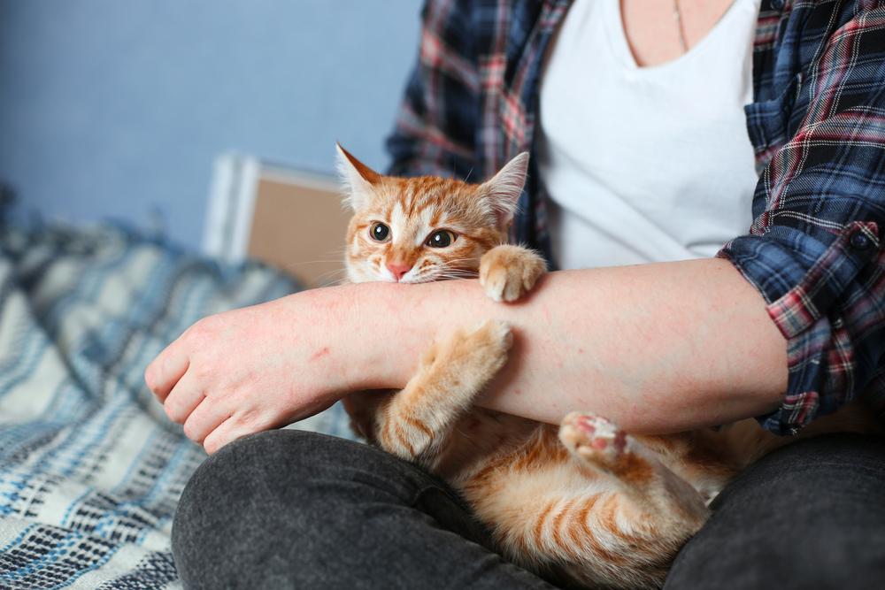 Cat Scratch Disease
