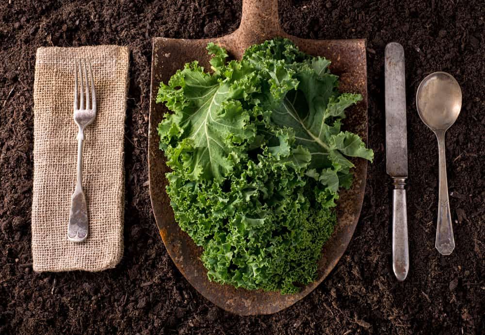 manfaat-daun-kale