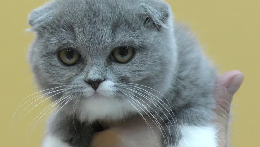 Pelihara Kucing Penyebab Susah Hamil, Mitos atau Fakta?
