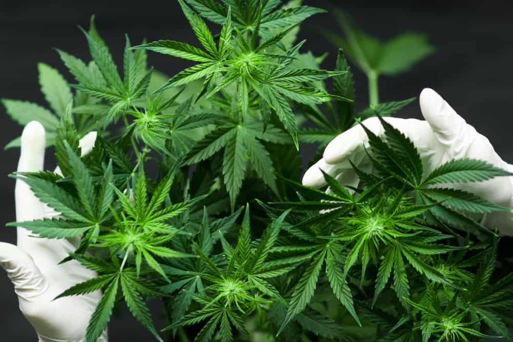 manfaat-ganja-secara-medis