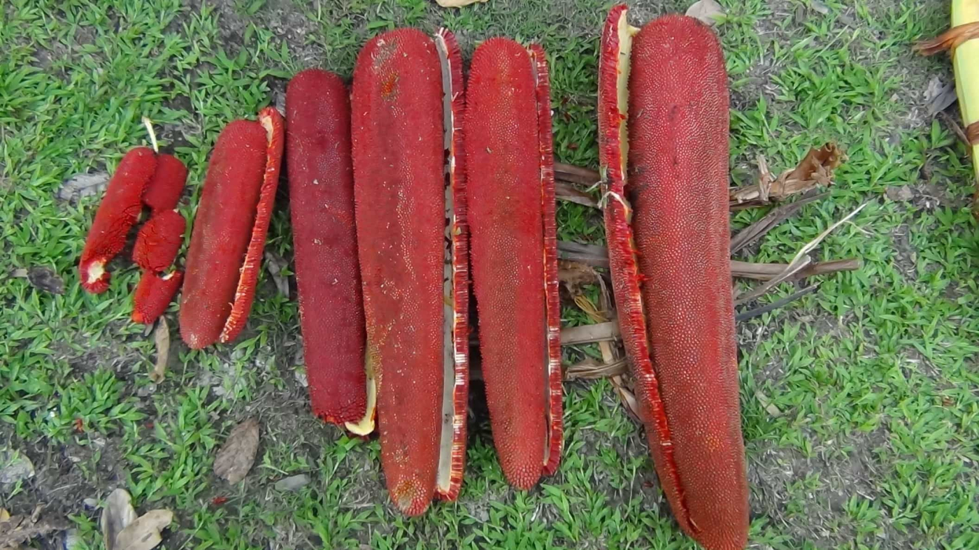 5 Manfaat Buah Merah Asal Papua yang Menakjubkan