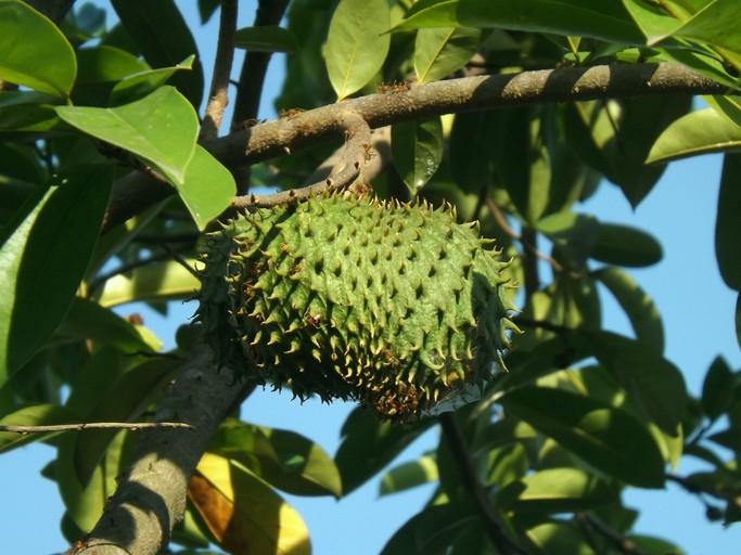 Manfaat Daun Sirsak yang Perlu Anda Tahu