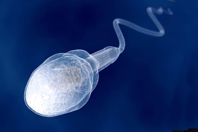 fakta-mengenai-sperma