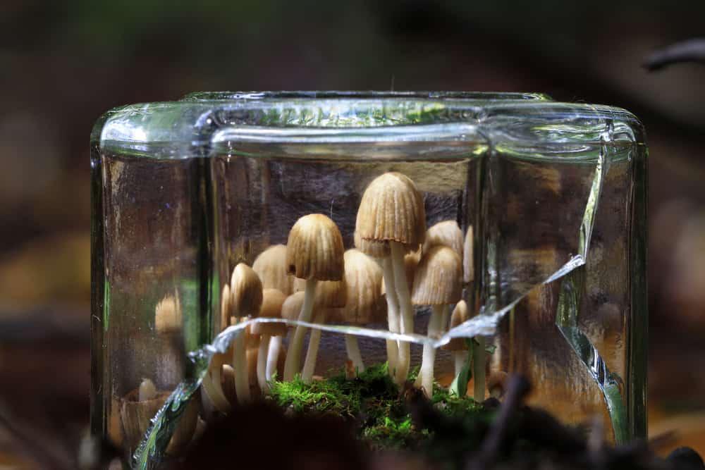 Ini yang Akan Terjadi Pada Tubuh Setelah Makan Magic Mushroom