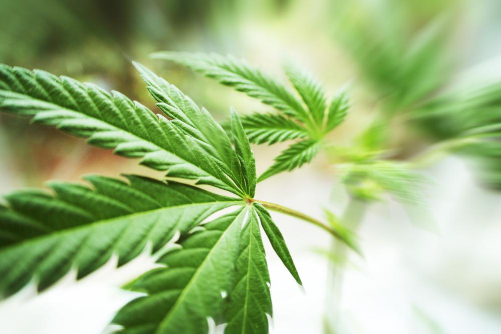 memasak-daun-ganja