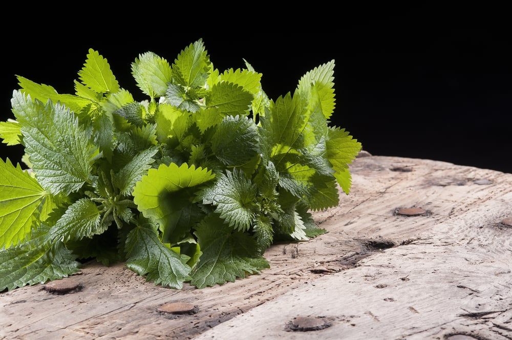 manfaat-daun-jelatang