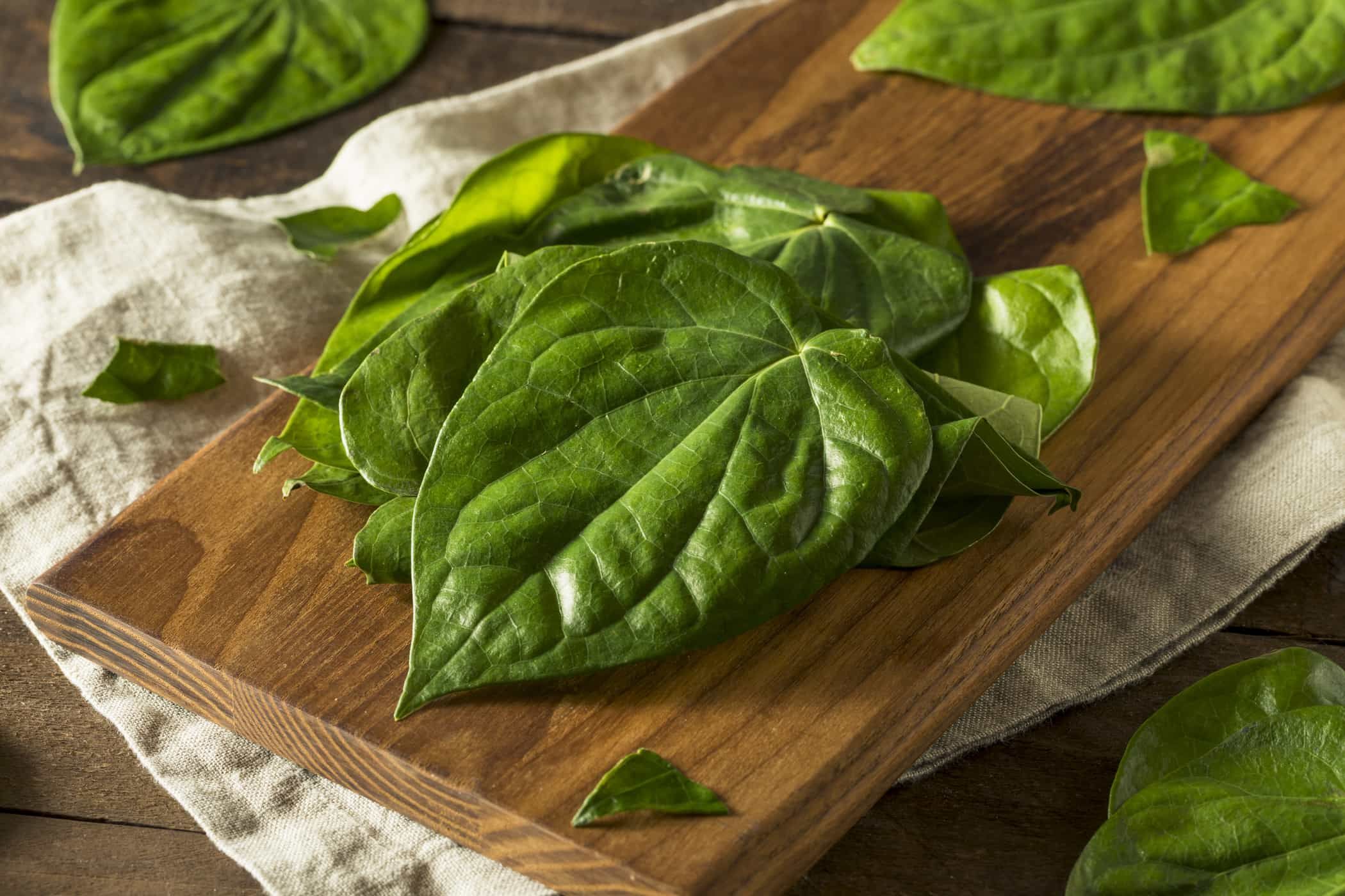 daun-sirih-mengobati-mimisan