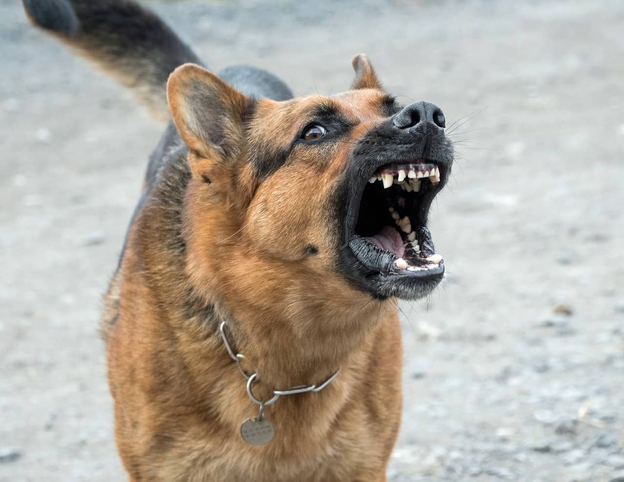 Pertolongan Pertama Digigit Anjing untuk Cegah Infeksi Berbahaya