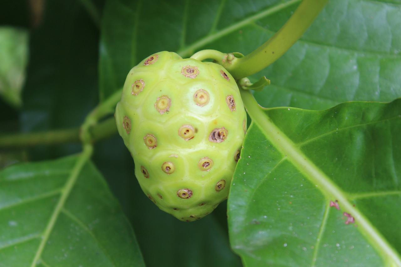 manfaat-buah-mengkudu