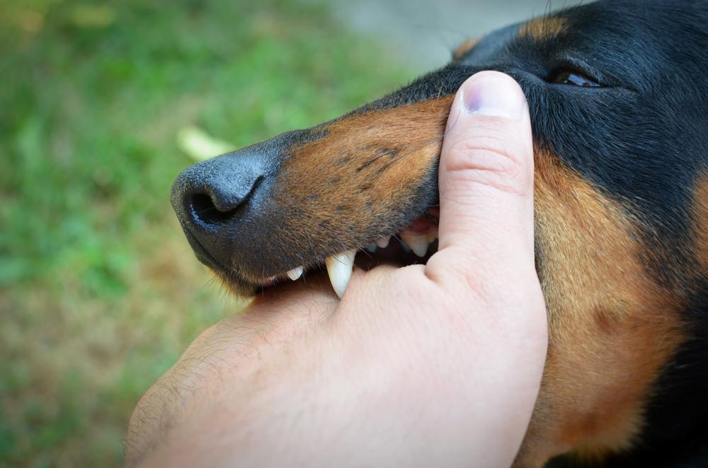gejala-anjing-rabies-pada-manusia