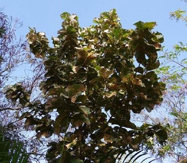 manfaat-daun-jati-untuk-kesehatan