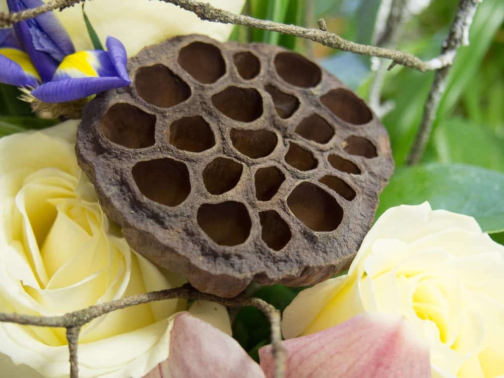 trypophobia