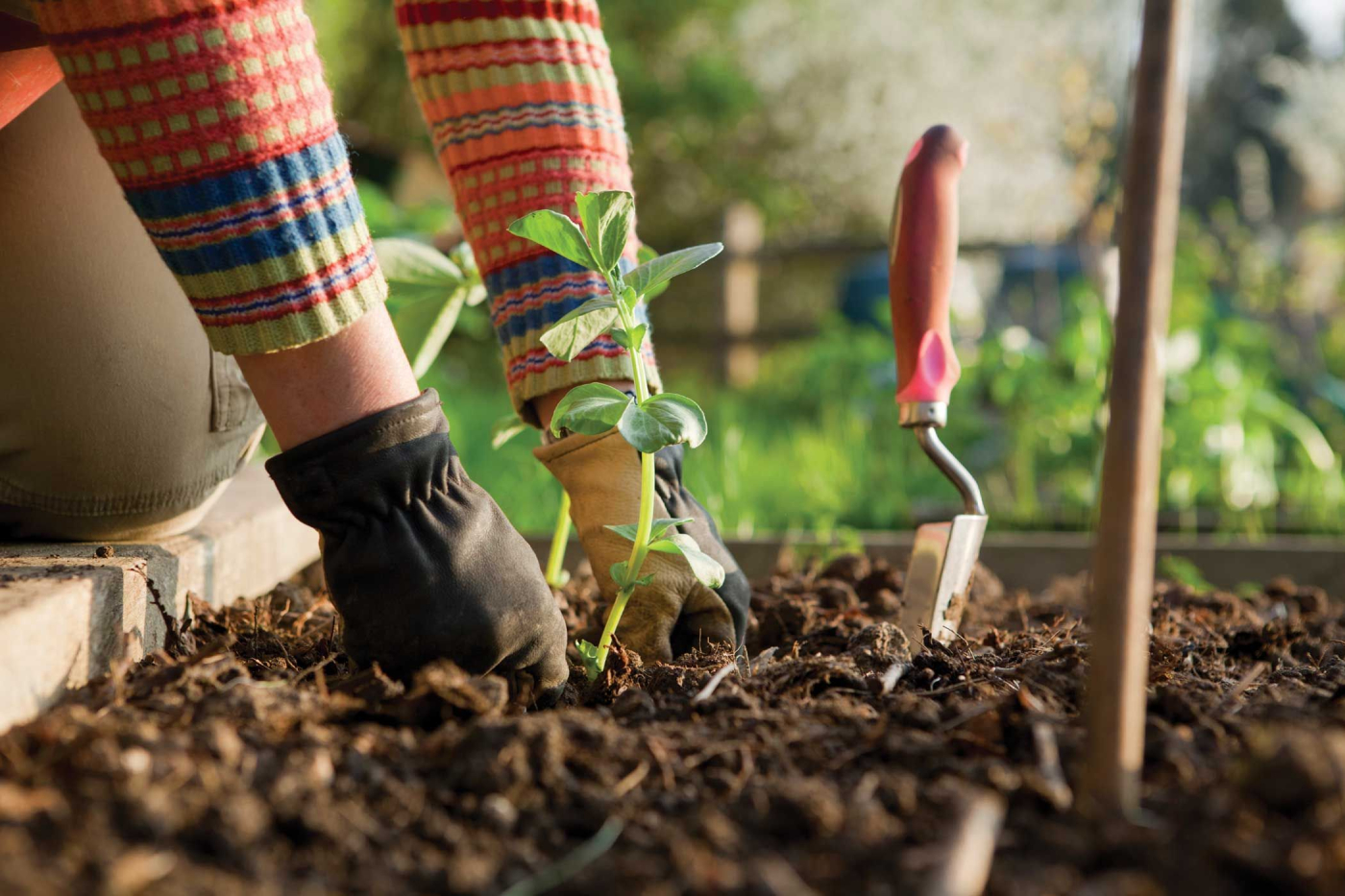 5 Manfaat Berkebun untuk Kesehatan Mental