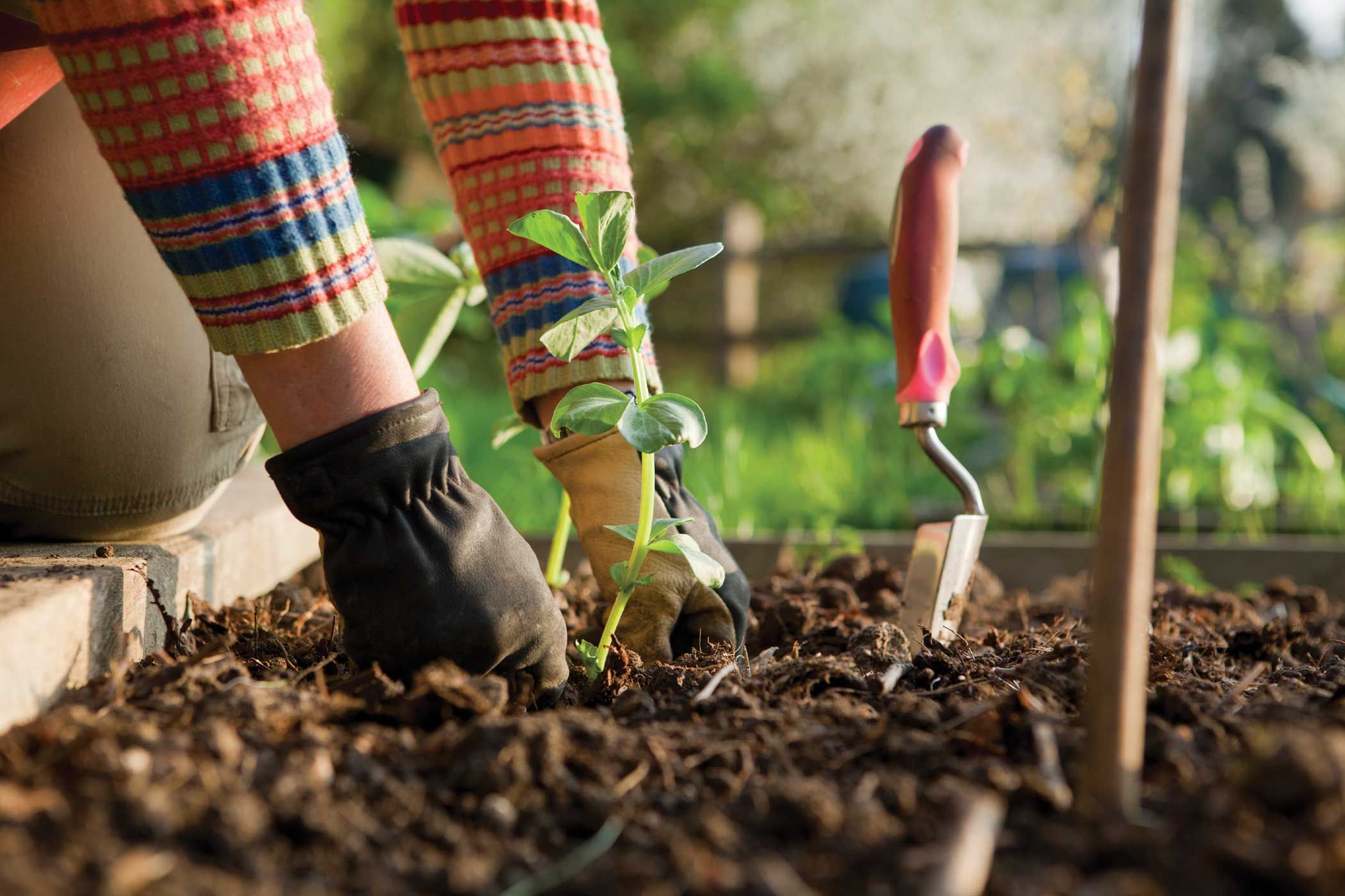manfaat-berkebun-untuk-kesehatan-mental