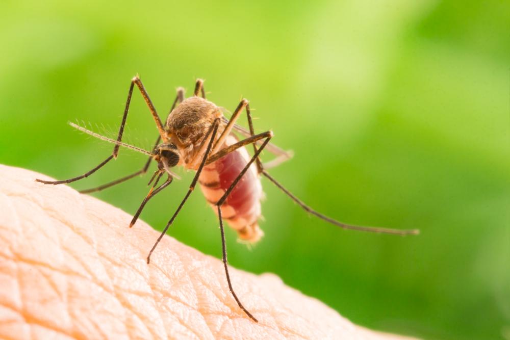 4-mitos-tentang-malaria