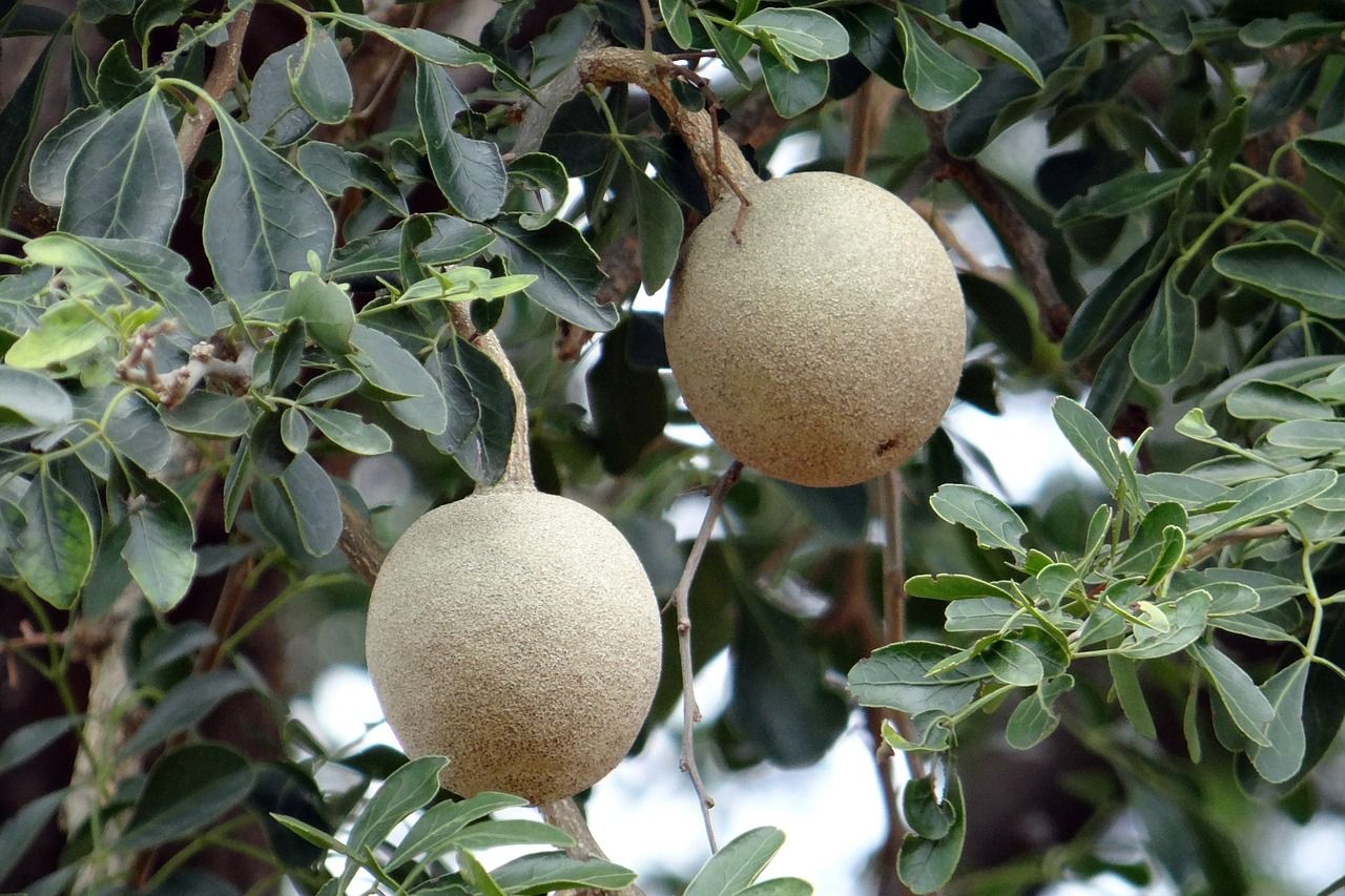 Manfaat Buah Kawista, Si Manis Nan Segar yang Menyehatkan